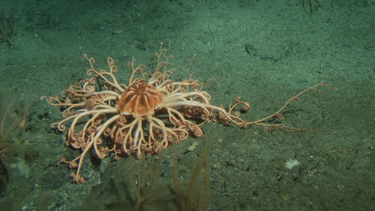 Ni pulpos ni cangrejos yeti: este animal es el auténtico extraterrestre del mar