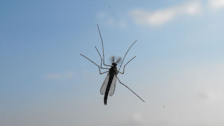 Este invento puede cazar mosquitos usando rayos láser e inteligencia artificial