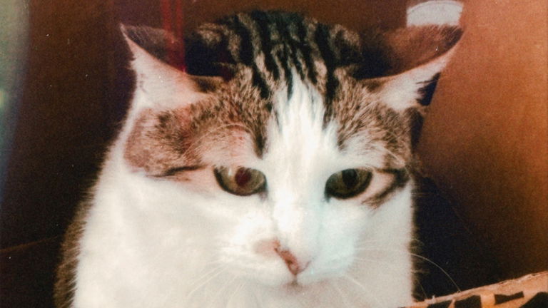 Un estudio demuestra lo que todos sospechábamos: los gatos están de luto cuando muere un compañero animal