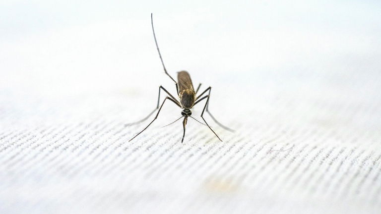 Parecen mosquitos gigantes, pero no tienen nada que ver con ellos. Te contamos por qué debes protegerlos