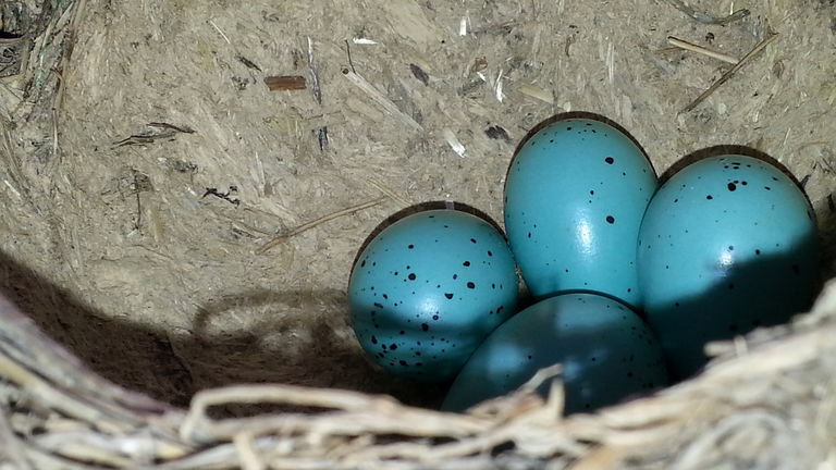 Por qué hay huevos azules de gallina y en qué se diferencian de los normales