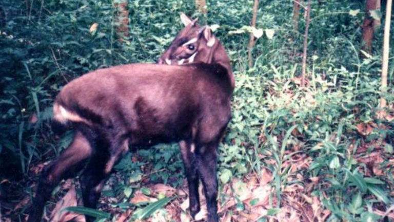 Ningún biólogo ha visto jamás a este animal. Fue descubierto en 1992 y está a punto de extinguirse