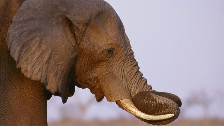 Zimbabue dará de comer a su población con carne de elefante: más de 200 animales van a ser sacrificados