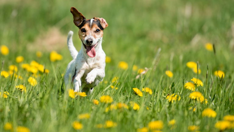 4 razas de perro que fueron creadas por el hombre en laboratorio como un experimento más