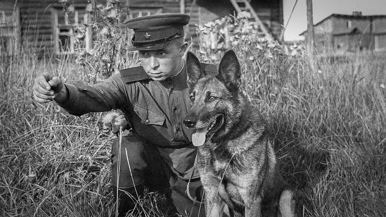 Los perros fueron adiestrados para destruir los tanques del enemigo en la Segunda Guerra Mundial. Así es como lo hicieron