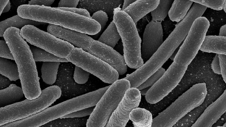 El aumento de estos microorganismos podría acabar con la vida de millones de personas si no hacemos nada
