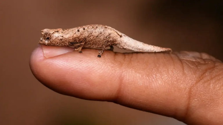 Los biólogos descubren una nueva especie de camaleón. Es tan diminuto que cabe en una uña