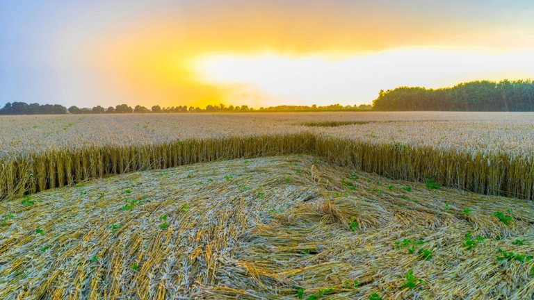 Científicos han hallado una sustancia mejor para los campos que los fertilizantes artificiales y es tan fácil de obtener como ir al baño