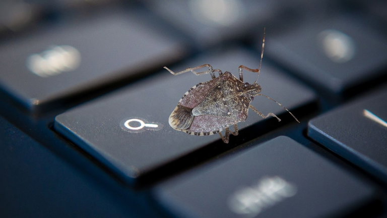 Cuidado con las chinches, y no solo en la cama: están hasta en los ordenadores Chromebook