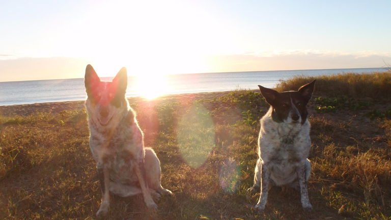 Cómo ven los perros y cómo podemos saber los humanos cómo funciona su vista