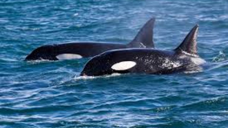 Dónde hay orcas en España y cuántos ataques se producen cada año