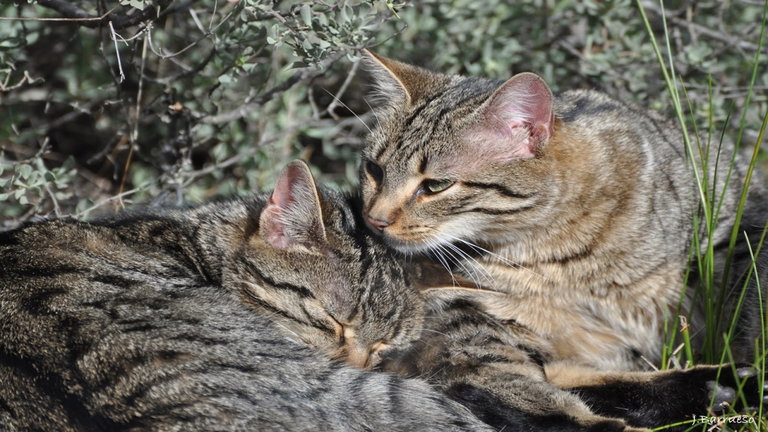 Instalan cientos de cámaras para seguir a este animal gaditano y el resultado es una catástrofe natural