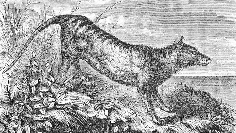 Son antepasados del extinto tigre de Tasmania y eran capaces de aplastar huesos sin piedad