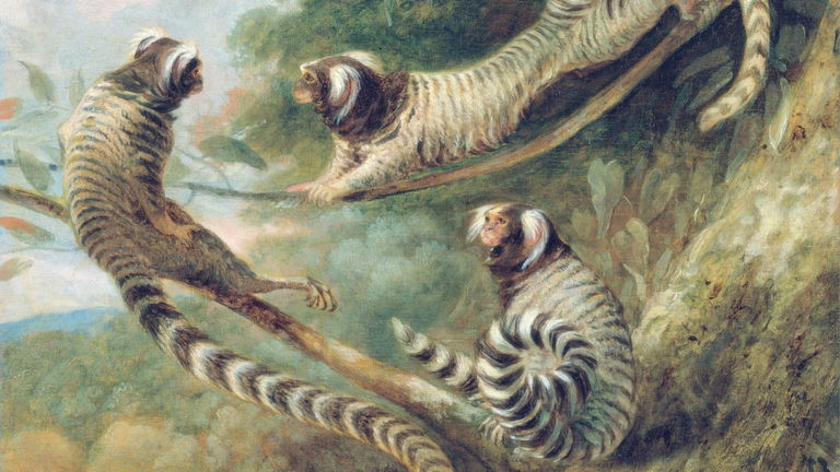 Se acaban de meter en la lista de animales más inteligentes: estos monos son capaces de llamarse por su nombre