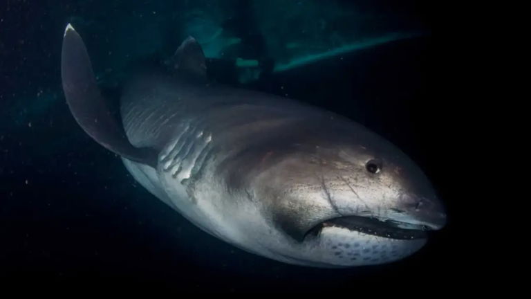 Terror submarino: este vídeo muestra a un enorme tiburón prehistórico junto con una buceadora británica