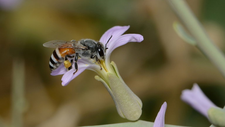 Acaban de llegar desde Asia y ya suponen un peligro para el ecosistemas: estas abejas pueden cambiarlo todo en Europa