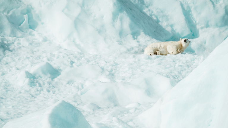 Son famosos por vivir en el Ártico, pero estos animales se adaptaron al frío hace relativamente poco
