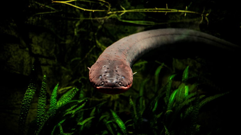 Podrían ser capaces de matarte solo con tocarte: así es como producen corriente las anguilas eléctricas