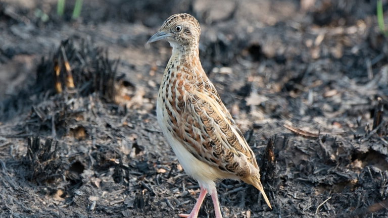 El mal estado de Doñana ha causado que desaparezca uno de sus habitantes más icónicos: podríamos no volver a ver este ave