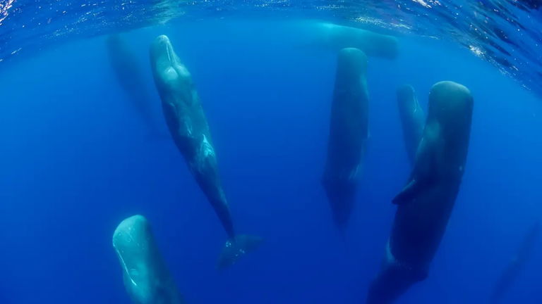 Nosotros no podríamos hacerlo, pero ello sí: estos son los animales que pueden dormir con los ojos abiertos