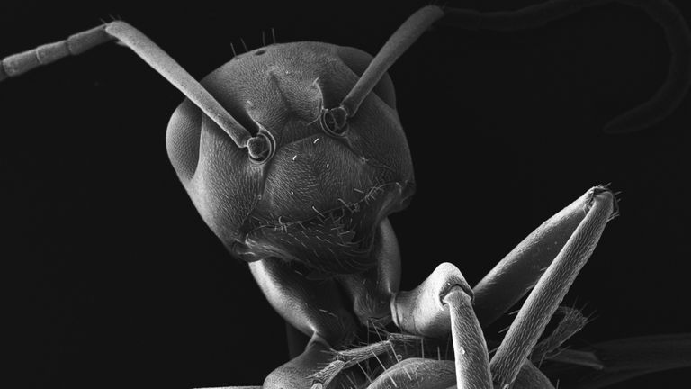 Hormigas arquitectas: así es como esta especie cambia sus nidos para evitar la expansión de enfermedades