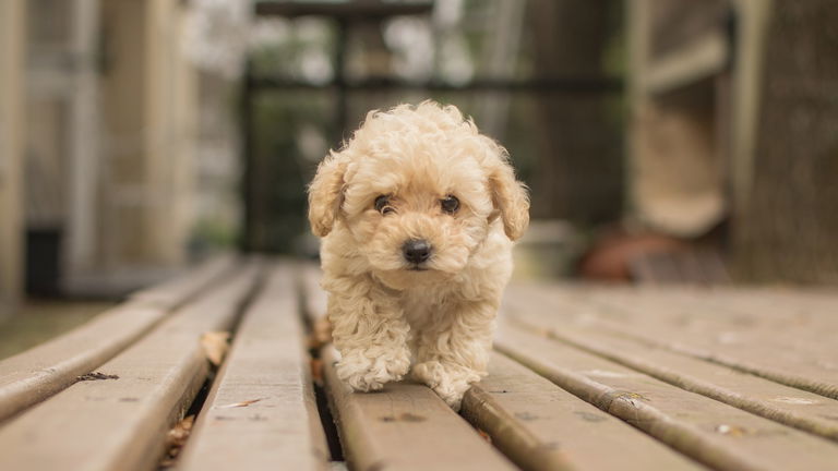 Las 7 razas de perro más pequeñas del mundo