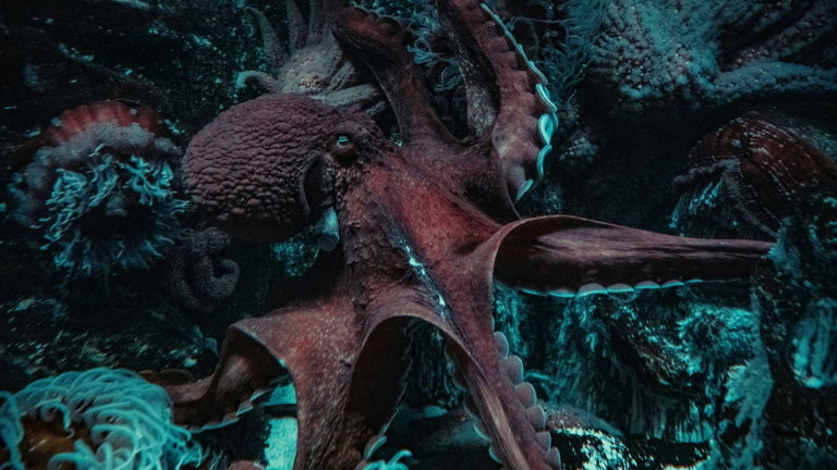 Un pulpo comanda una extraña alianza en el fondo del mar. Y alucinarás cuando descubras sus motivos
