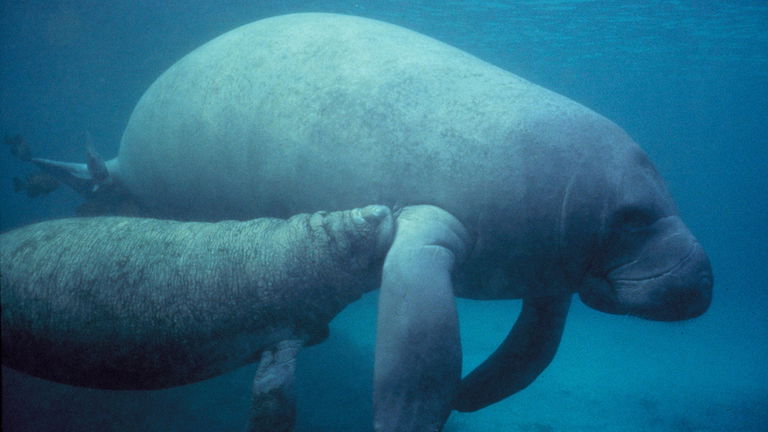 No son sirenas pero casi: todos los sirenios que existen y dónde viven