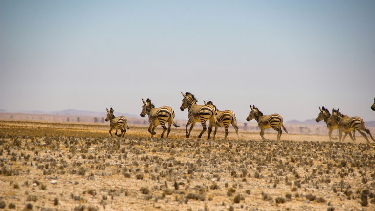 La sequía en este país africano ha llevado a medidas extremas para los animales: se va a permitir su caza