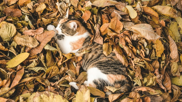 Si tienes esta mascota en tu casa la llegada del otoño puede afectarle de esta forma