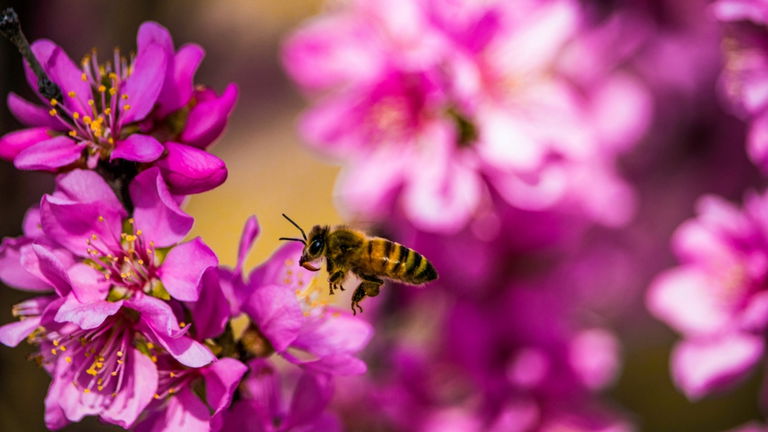 Pueden volar junto a un avión de combate: esta es la altura máxima a la que te puedes encontrar una abeja en el cielo
