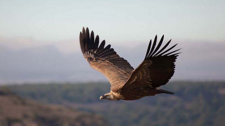 Es una de las aves más icónicas de España y su mayor colonia se encuentra en este paraíso natural anclado en Segovia