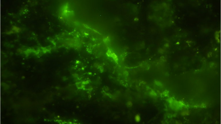 Tenemos nuevo récord para el organismo vivo más viejo. Lo han encontrado en una piedra sacada de las profundidades