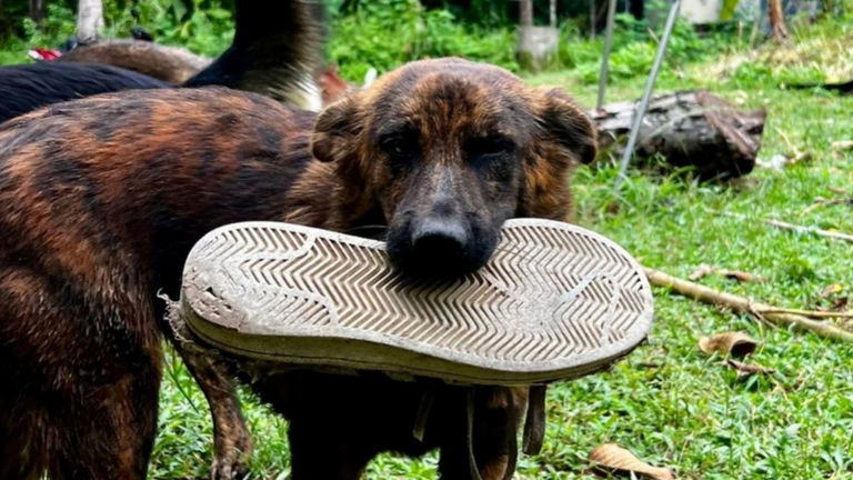 La bondad animal no tiene límites. Descubre al adorable perro callejero que trae regalos cada vez que le dan de comer