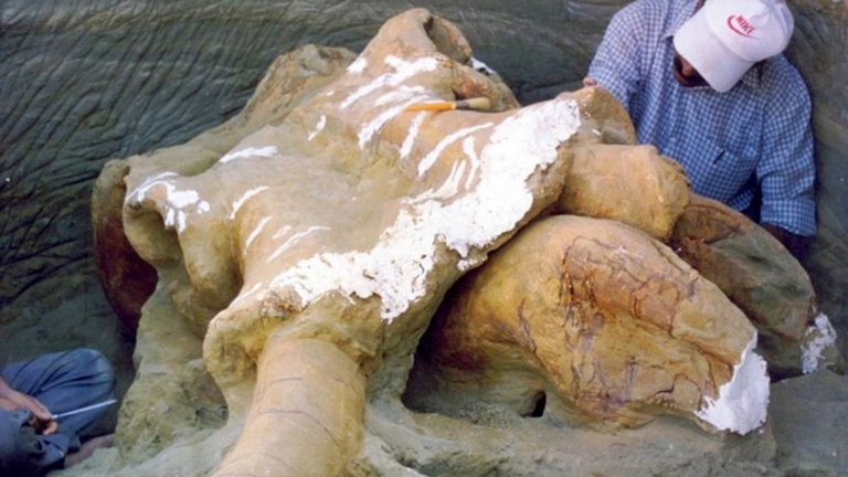 Eran homínidos de hace 400.000 años, vivían en la India y despiezaban elefantes gigantes para comérselos