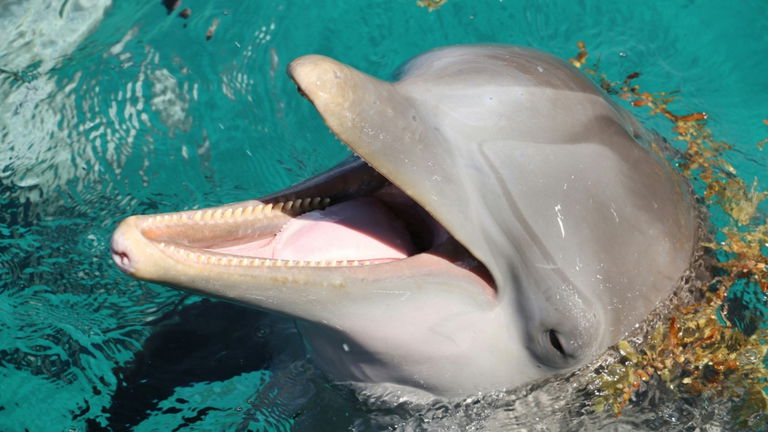 Los delfines son capaces de sonreír por el mismo motivo que los humanos. La ciencia tiene una respuesta para ello