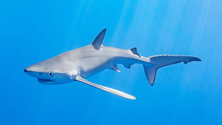 Este tiburón ha sobrevivido a un combate medieval en medio del mar. Recibió un gran ataque y conocemos al culpable