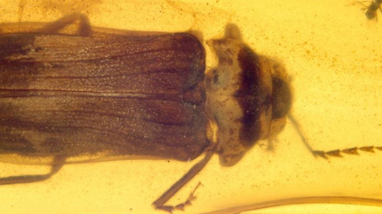 Esta luciérnaga ha estado atrapada en el ámbar durante casi 100 millones de años y podría darnos las claves de por qué los insectos emiten luz
