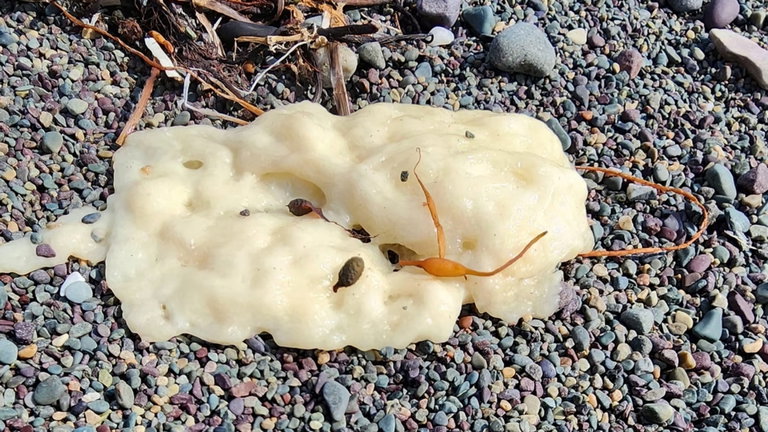 Misteriosas sustancias viscosas están apareciendo en la costa de Terranova y empiezan a poner en jaque a la comunidad científica. Y aún no tenemos explicación