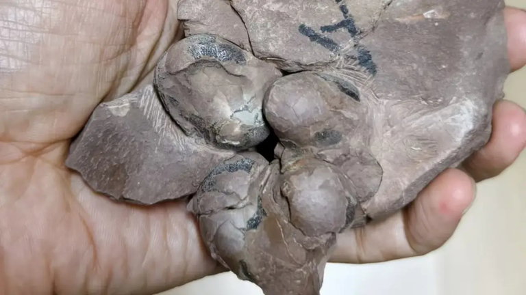 Estos son los huevos de dinosaurios más pequeños jamás hallados y se corresponden con una nueva especie