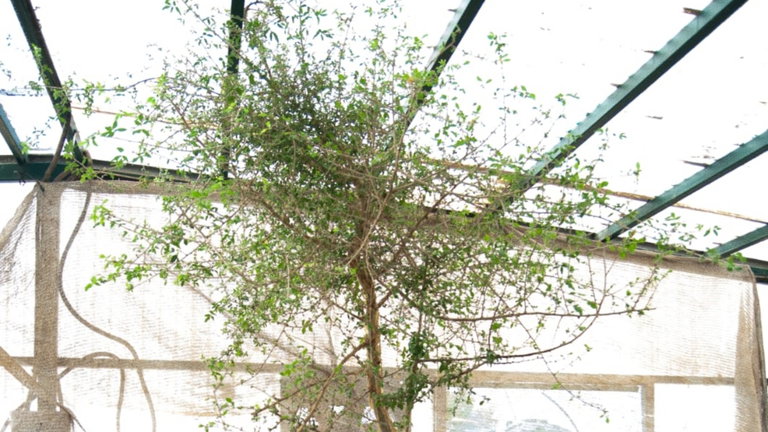 Una semilla de hace 1.000 años es utilizada para revivir uno de los árboles perdidos de la Biblia