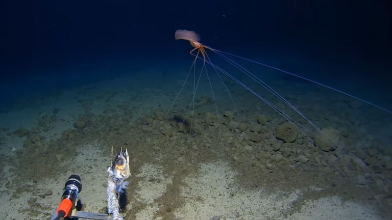 Es un monstruo marino muy pocas veces observado y ha salido de los abismos de la fosa de Tonga