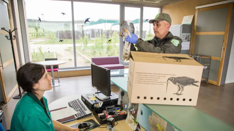 Un equipo de veterinarios cuenta cuáles son los animales que más tratan en su centro especializado en Burgos y todo tiene una razón
