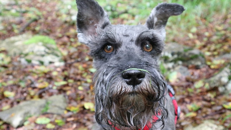 Un equipo de científicos descubre que el ser humano está causando una nueva evolución en los perros