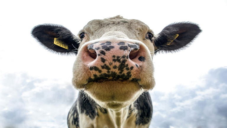 Reino Unido quiere revivir al toro original europeo extinto hace cientos de años: todo ha empezado con estas vacas gigantes