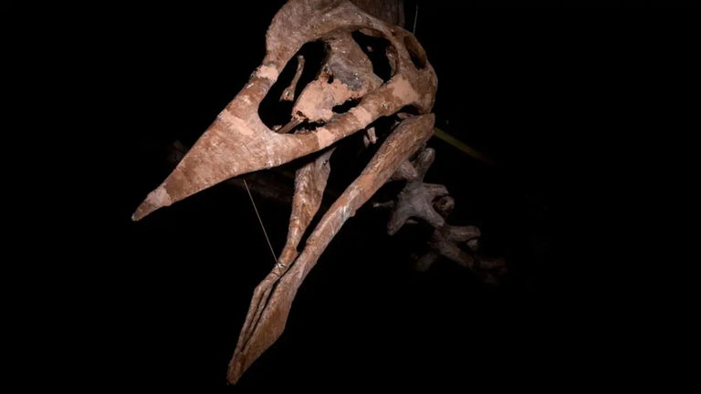 Este es "Drácula", el reptil volador más grande que ha existido en la Tierra y da el mismo miedo que un vampiro chupasangre
