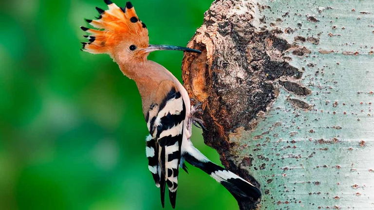 A pesar de su belleza, este es el pájaro más maloliente que hay en España. La razón es química y tiene mucho sentido en su vida