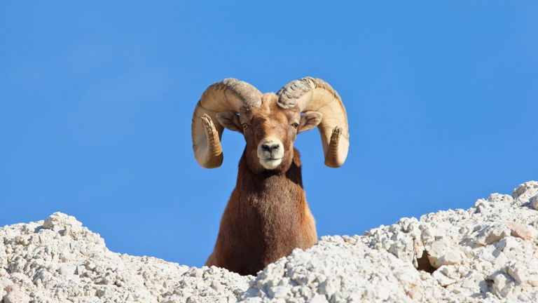 El contrabando de ovejas clonadas es un nuevo problema que el mundo no estaba preparado para afrontar