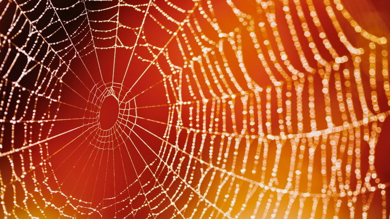 Convertirse en Spider-Man está cada vez más cerca: este laboratorio ha creado un sistema para lanzar telarañas