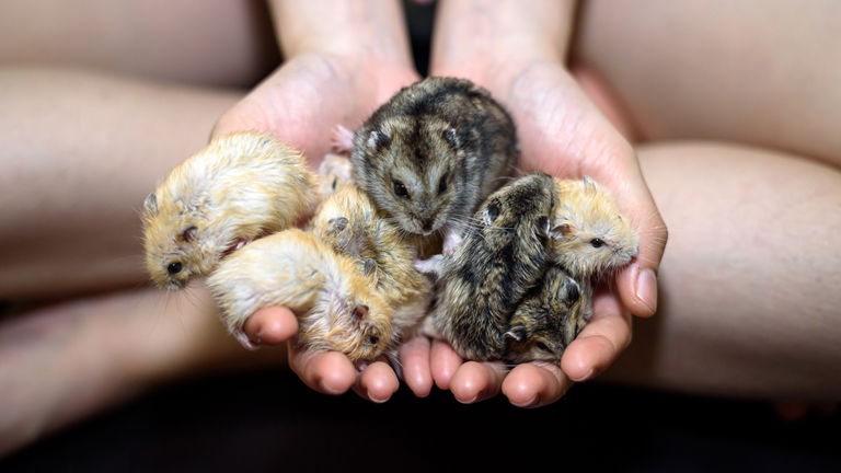 Cuáles son los mamíferos más pequeños del mundo: lista completa